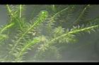 水蘊草22.JPG