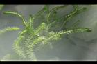 水蘊草23.JPG
