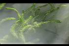 水蘊草24.JPG