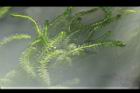 水蘊草25.JPG