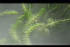 水蘊草28.JPG