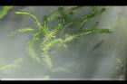 水蘊草29.JPG