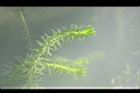 水蘊草31.JPG