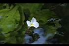 水車前草-花01.JPG