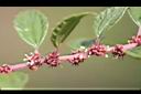 水雞油-花-實00.jpg