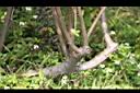 水雞油-莖0.jpg