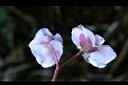 水鴨腳-花背2.JPG