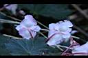 水鴨腳-花背6.JPG