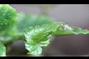 水鴨腳-葉毛2.jpg