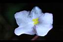 水鴨腳-雌花0.JPG