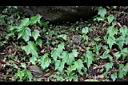 水鴨腳10.jpg
