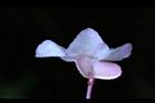 水鴨腳-實1.JPG