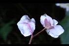水鴨腳-花背0.JPG