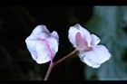 水鴨腳-花背1.JPG
