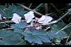 水鴨腳-花背3.JPG