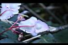 水鴨腳-花背4.JPG
