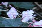 水鴨腳-花背5.JPG
