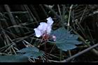 水鴨腳-花背7.JPG