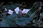 水鴨腳-花背8.JPG