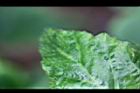 水鴨腳-葉毛1.jpg