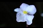 水鴨腳-雌花1.JPG