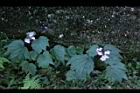 水鴨腳11.JPG