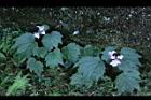 水鴨腳13.JPG