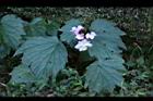 水鴨腳14.JPG