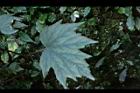 水鴨腳22.JPG