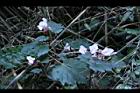水鴨腳29.JPG