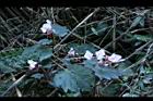 水鴨腳30.JPG