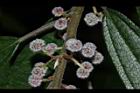 水麻-雌花07.JPG