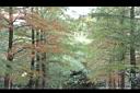 池杉-黃葉00.JPG