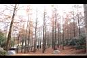 池杉66.JPG