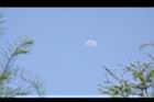 池杉-花序03.JPG