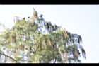 池杉-雄花序29.JPG
