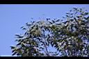 大葉桉-花26.JPG