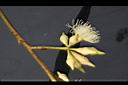 大葉桉-花苞00.JPG