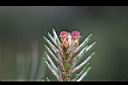 油松-雌花8.JPG