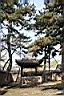 油松00.JPG