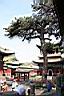 油松37.JPG