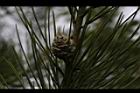 油松-雄花序02.JPG