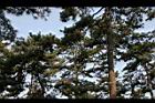 油松04.JPG