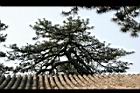 油松30.JPG