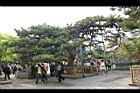 油松53.JPG