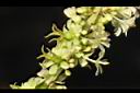 油甘-雌雄花03.JPG