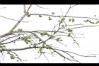 油甘-實23.JPG
