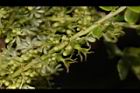 油甘-花序17.JPG