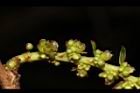 油甘-雌花10.JPG