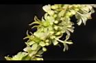 油甘-雌雄花04.JPG